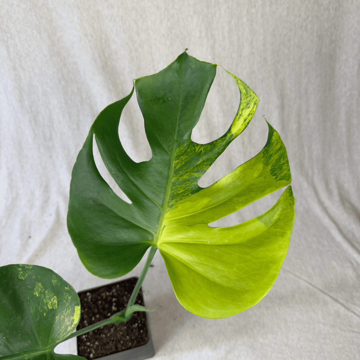 Monstera Deliciosa Marylin Variegated (large form) | Seller's Choice, Hainan Collection