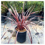Cordyline 'Burgundy' | Seller's Choice, Hong Kong Collection