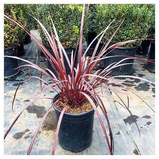 Cordyline 'Burgundy' | Seller's Choice, Hong Kong Collection