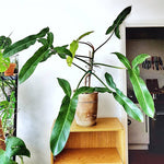 Philodendron mexicanum | Seller's Choice, Hainan Collection