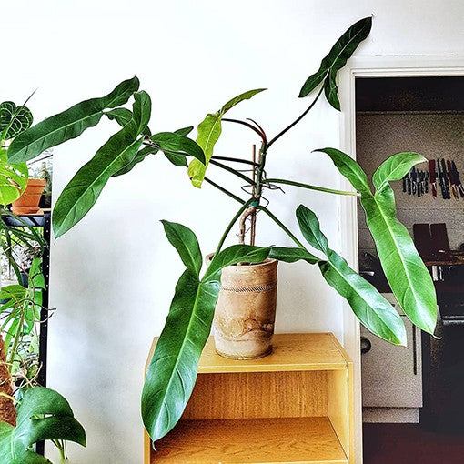 Philodendron mexicanum | Seller's Choice, Hainan Collection