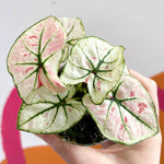 Caladium 'Snowdrops/kelly' | Seller's Choice, Hong Kong Collection