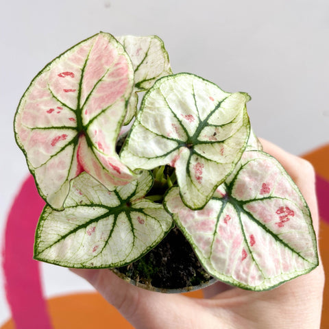 Caladium 'Snowdrops/kelly' | Seller's Choice, Hong Kong Collection