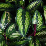Calathea 'Beauty Star' | Seller's Choice, Hong Kong Collection