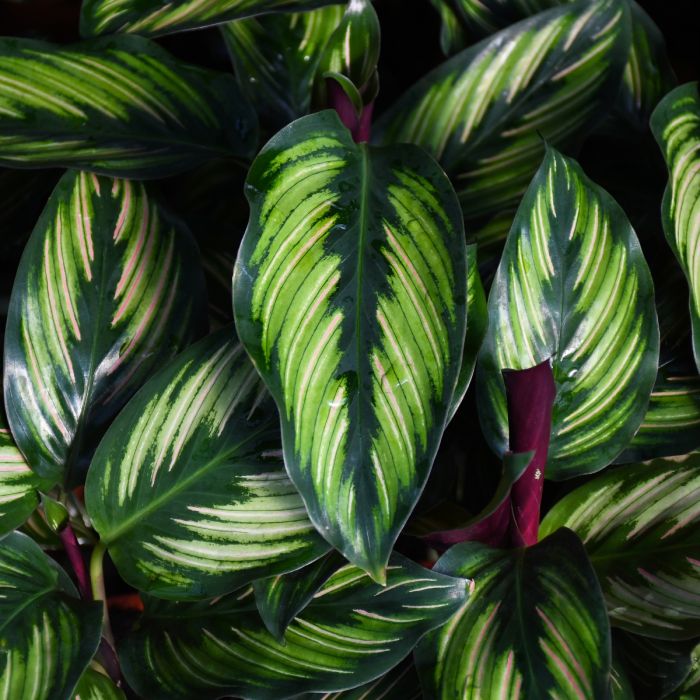 Calathea ornata 'Beauty Star' | Seller's Choice, Hainan Collection