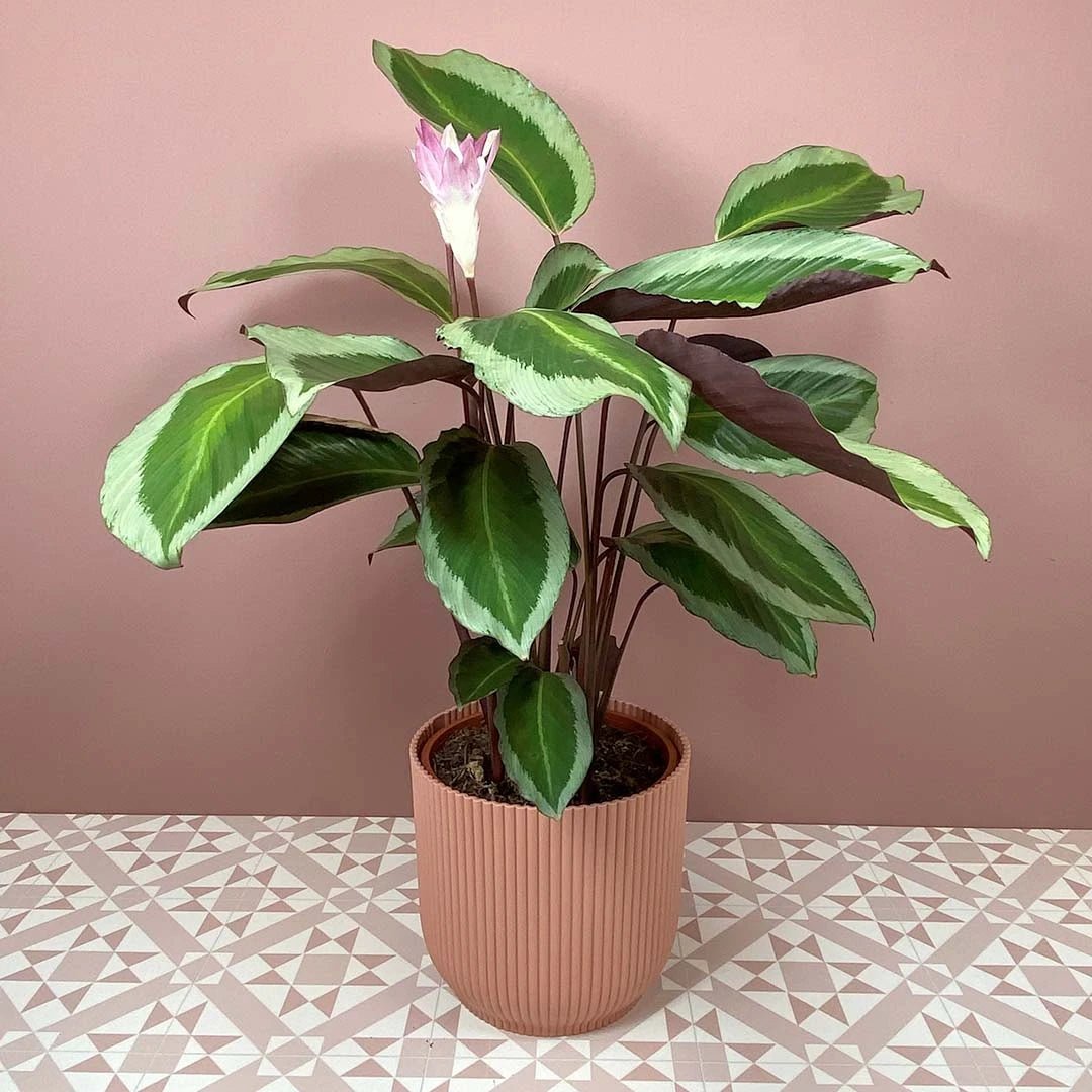 Calathea Bicajoux Gekko | Seller's Choice, Hainan Collection