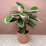 Calathea Bicajoux Gekko | Seller's Choice, Hainan Collection