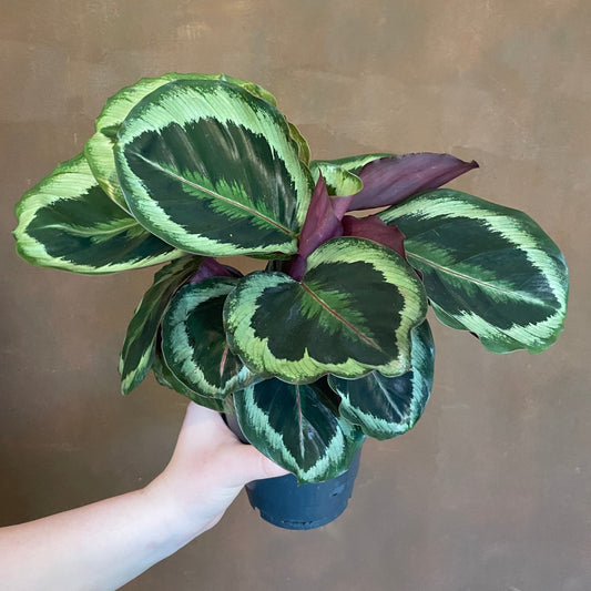 Calathea roseopicta 'Marion/Shinestar' | Seller's Choice, Hong Kong Collection