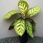 Calathea Roseopicta 'Moonlight' | Seller's Choice, Hainan Collection