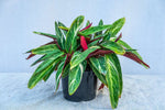Stromanthe sanguinea Magic' Star' | Seller's Choice, Hong Kong Collection