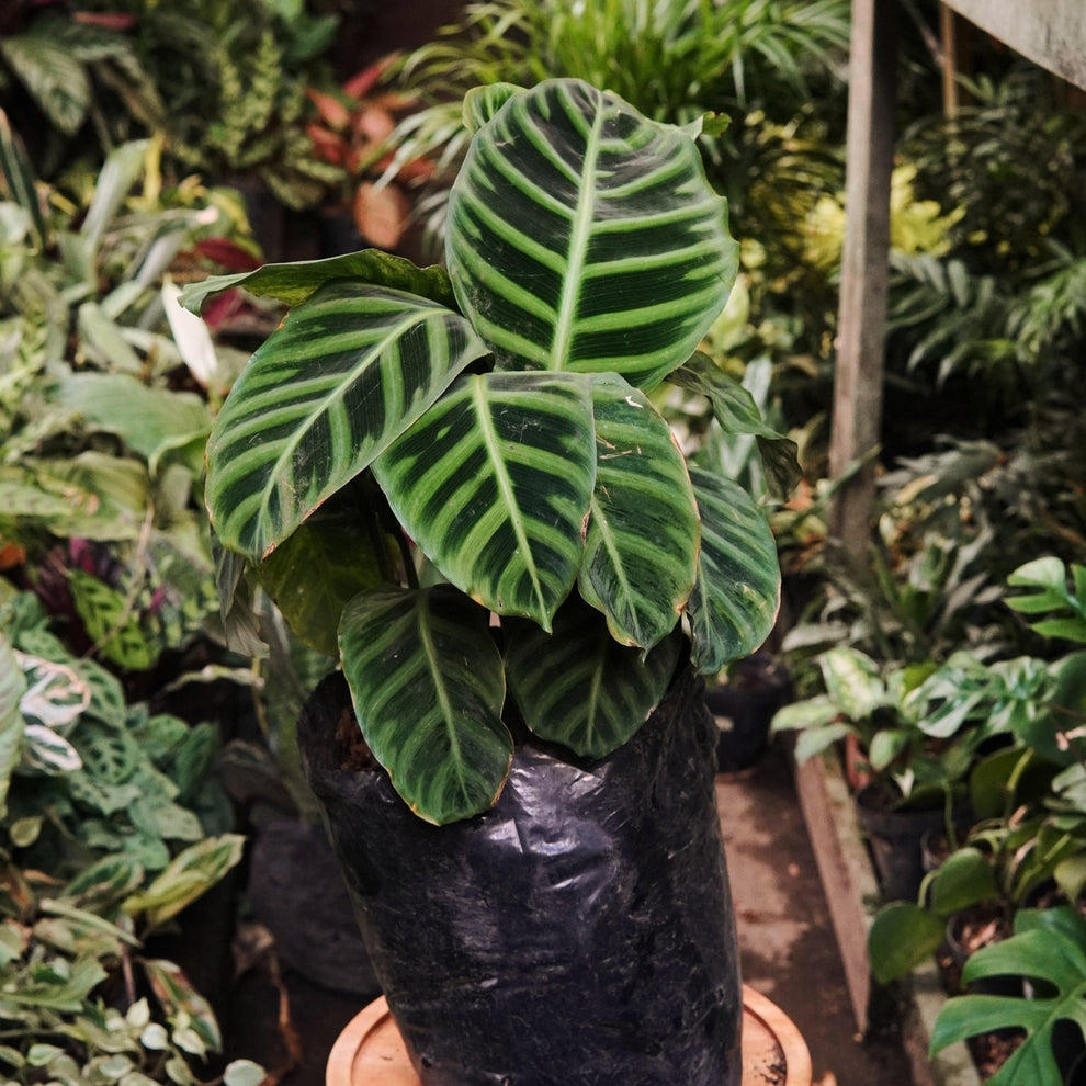 Calathea 'Zebrina' | Seller's Choice, Hong Kong Collection