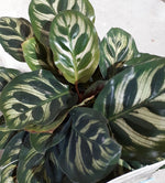 Calathea makoyana | Seller's Choice, Hong Kong Collection