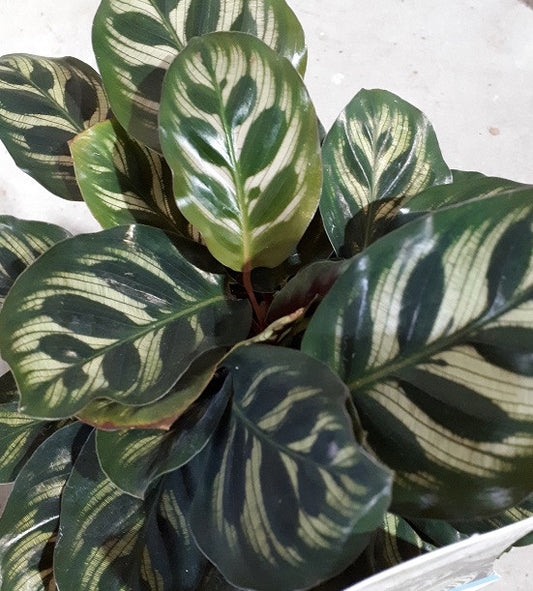 Calathea makoyana | Seller's Choice, Hong Kong Collection