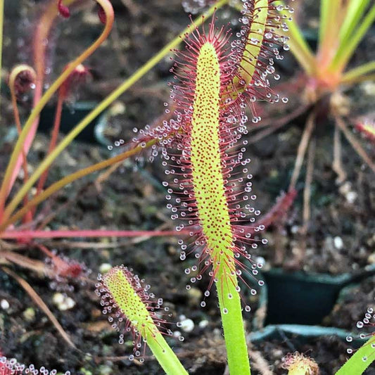 Drosera capensis 'Broad Leaf' TC | Seller's Choice, Hainan Collection