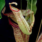 Nepenthes 'Miranda' | Seller's Choice, Hong Kong Collection