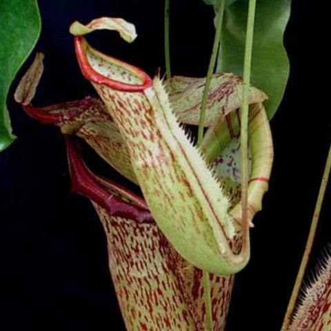 Nepenthes 'Miranda' | Seller's Choice, Hong Kong Collection