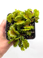 Dionaea muscipula 'Dumplings' | Seller's Choice, Hong Kong Collection