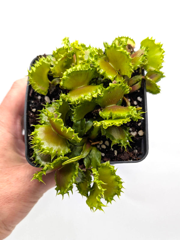 Dionaea muscipula 'Dumplings' | Seller's Choice, Hong Kong Collection