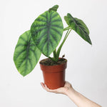 Alocasia Clypeolata | Seller's Choice, Hong Kong Collection