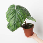 Philodendron 'colombia' | Seller's Choice, Hainan Collection