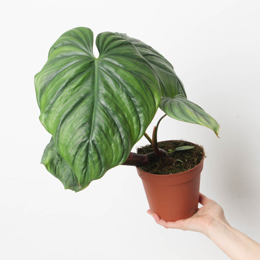 Philodendron 'colombia' | Seller's Choice, Hainan Collection