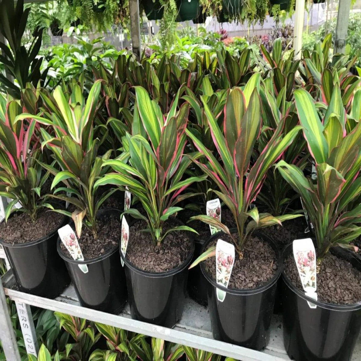 Cordyline fruticosa 'Kiwi' | Seller's Choice, Hong Kong Collection