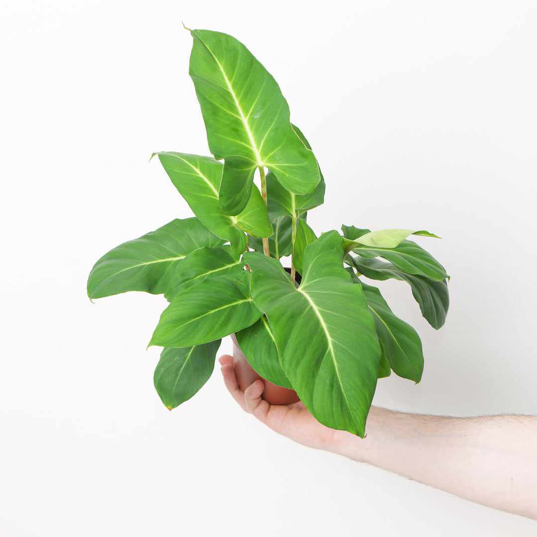 Adelonema Crinipes variegata TC | Seller's Choice, Hong Kong Collection