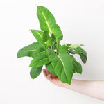 Adelonema Crinipes variegata TC | Seller's Choice, Hong Kong Collection