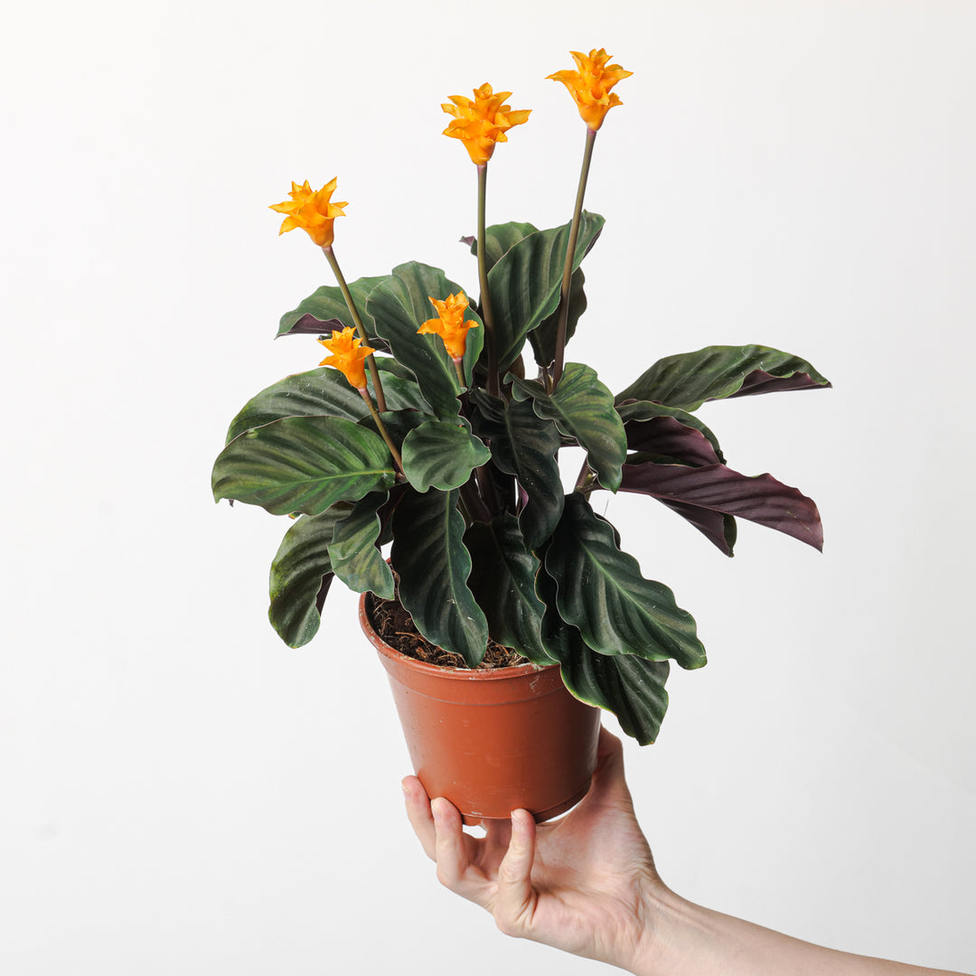Calathea crocata | Seller's Choice, Hainan Collection