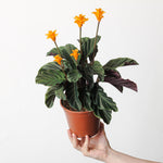 Calathea crocata | Seller's Choice, Hainan Collection