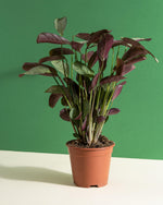 Ctenanthe burle-marxii 'Amagris' | Seller's Choice, Hong Kong Collection