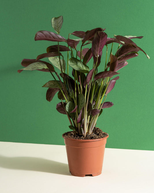 Ctenanthe burle-marxii 'Amagris' | Seller's Choice, Hong Kong Collection