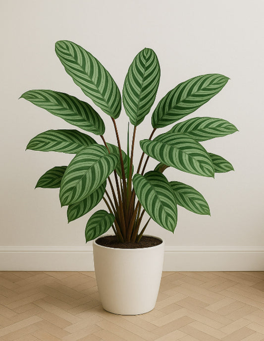 Ctenanthe oppenheimiana | Seller's Choice, Hainan Collection