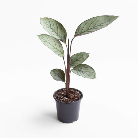 Ctenanthe setosa 'Gray' | Seller's Choice, Hong Kong Collection