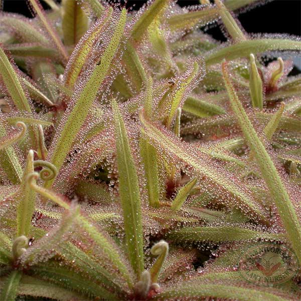 Drosera adelae | Seller's Choice, Hong Kong Collection