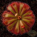 Drosera aliciae | Seller's Choice, Hong Kong Collection