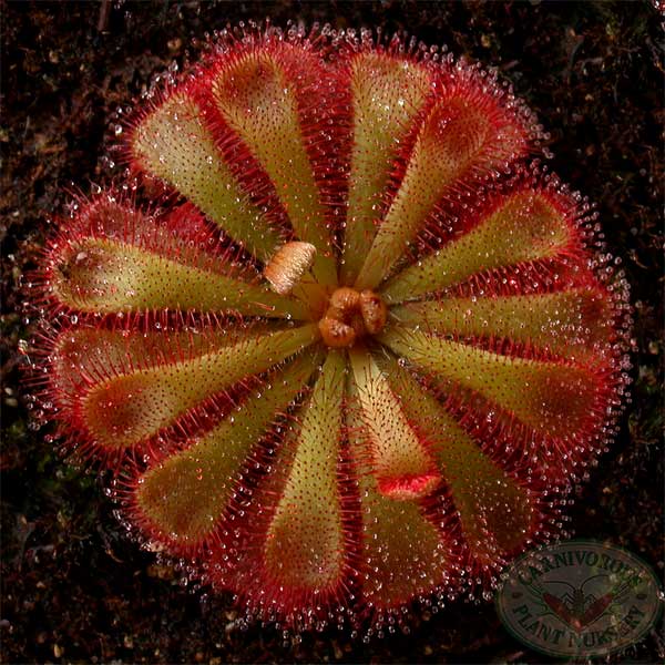 Drosera aliciae | Seller's Choice, Hong Kong Collection