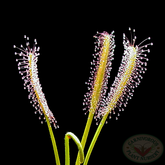 Drosera capensis 'White' | Seller's Choice, Hong Kong Collection