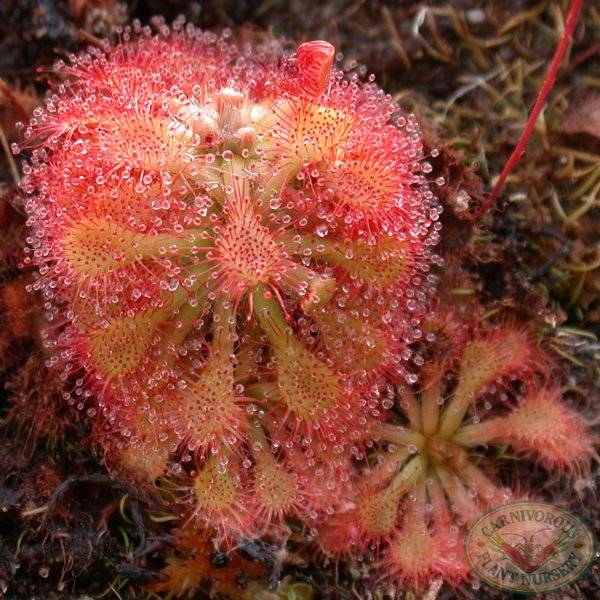 Drosera capillaris | Seller's Choice, Hong Kong Collection