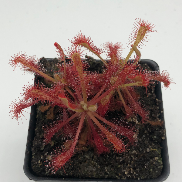 Drosera lovellae | Seller's Choice, Hong Kong Collection
