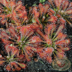 Drosera oblanceolata TC | Seller's Choice, Hainan Collection