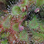 Drosera spatulata | Seller's Choice, Hong Kong Collection