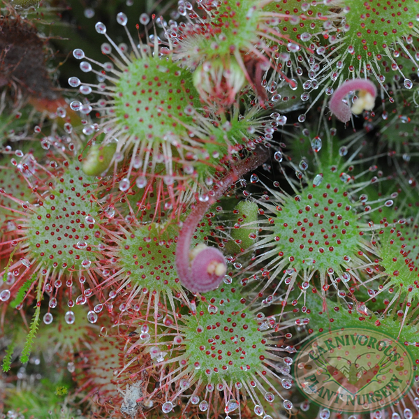 Drosera spatulata | Seller's Choice, Hong Kong Collection
