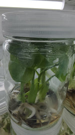 Monstera Devil Monster Grade B TC | Seller's Choice, Hong Kong Collection