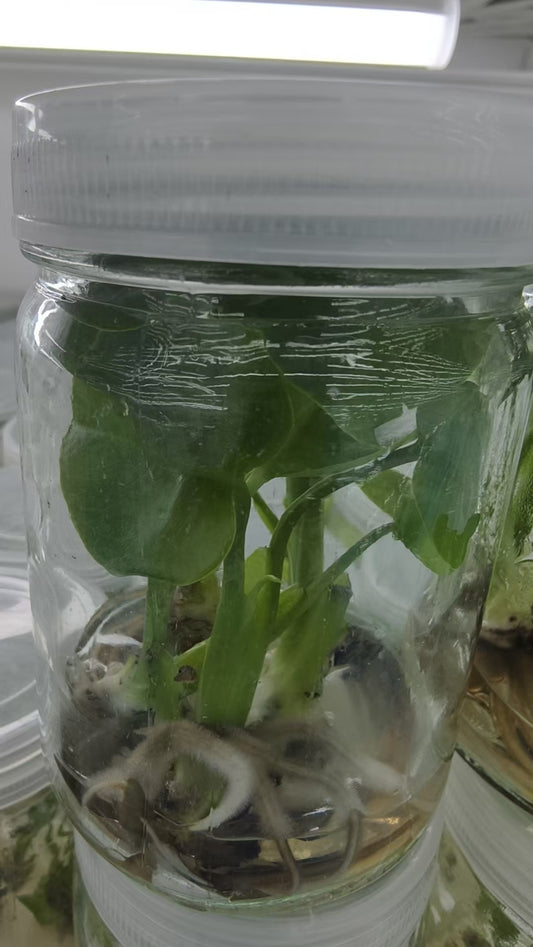 Monstera Devil Monster Grade B TC | Seller's Choice, Hong Kong Collection