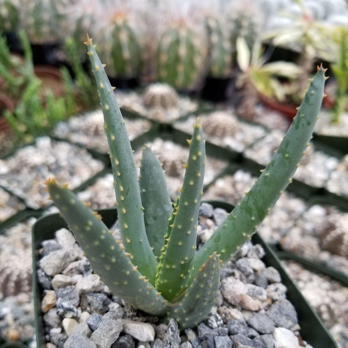 Aloe Dichotoma TC | Grower's Choice, Foshan Collection