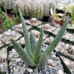 Aloe Dichotoma TC | Grower's Choice, Foshan Collection
