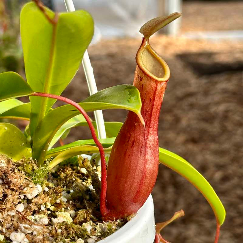 Nepenthes alata hybr TC | Seller's Choice, Hainan Collection