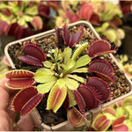 Dionaea muscipula 'Big Mouth' | Seller's Choice, Hong Kong Collection