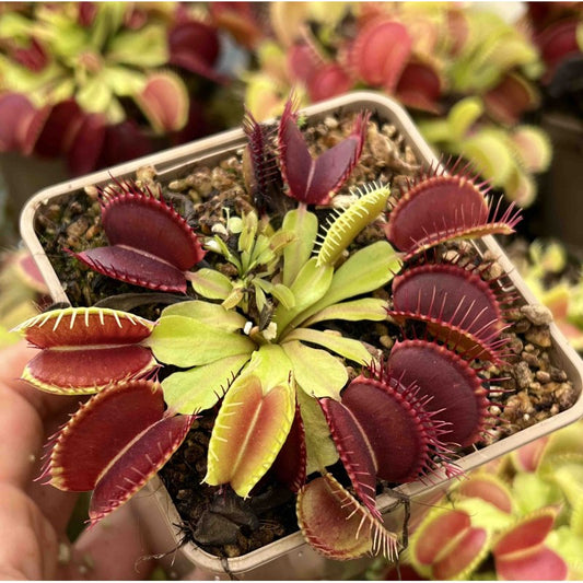 Dionaea muscipula 'Big Mouth' | Seller's Choice, Hong Kong Collection